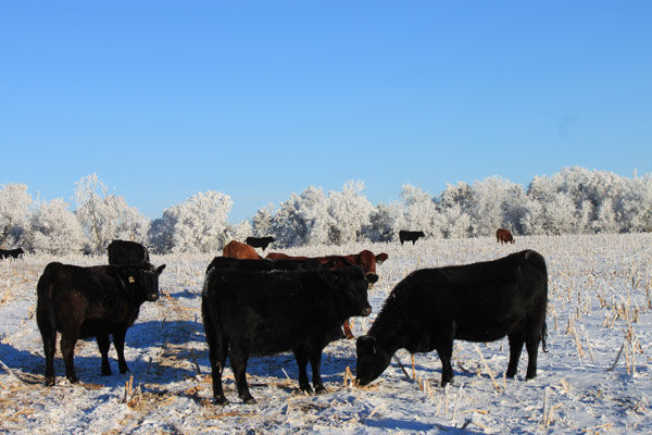 Forage shortage